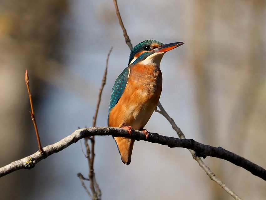 Martin pescatore (Alcedo atthis)